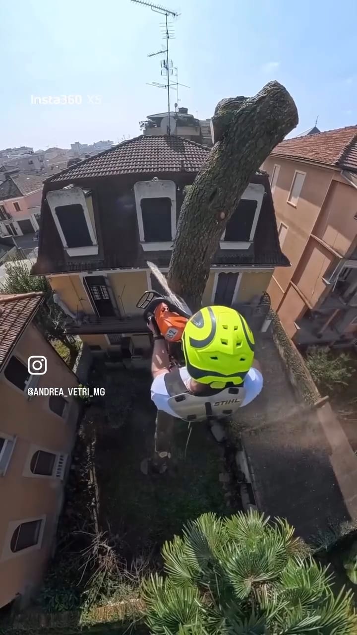 Operatore di Verde Vercelli in tree-climbing su un albero ad alto fusto